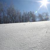 Timberline
