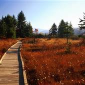 Cranberry Glades and Nature Center