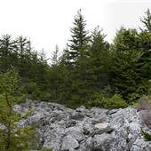 DOLLY SODS - South Prong Trail