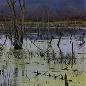 Green Bottom Wildlife Management Area