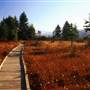 Cranberry Glades and Nature Center