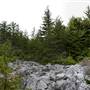 DOLLY SODS - South Prong Trail