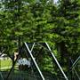 BETHANY COLLEGE - Bethany Bridge