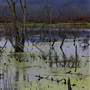 Green Bottom Wildlife Management Area