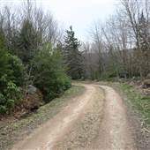 DOLLY SODS - Forest Road 70
