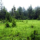 CANAAN HEIGHTS - Forest Road 13