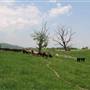 Tuckwiller Farm