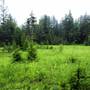 CANAAN HEIGHTS - Forest Road 13