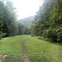KANAWHA STATE FOREST - Davis Creek Trail