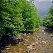 Back Fork - Elk River