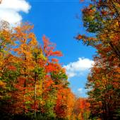 SPRUCE KNOB - Spruce Knob Area