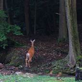 HOLLY RIVER STATE PARK - Campground Area