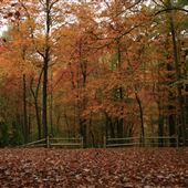 35.5 AC Rush Run/Scritchfield Cemetery