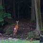 HOLLY RIVER STATE PARK - Campground Area