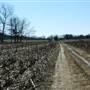 Taylor Farms