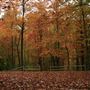 35.5 AC Rush Run/Scritchfield Cemetery