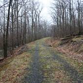 DOLLY SODS - Forest Road 782