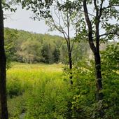 Tea Creek Wildlife Area Trail System