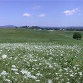 Monroe County-rolling hills