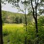 Tea Creek Wildlife Area Trail System