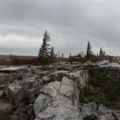DOLLY SODS - Bear Rocks