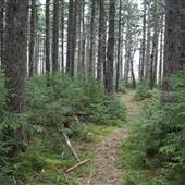 Highland Scenic Highway - 04, Spruce Knob Trail