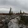 DOLLY SODS - Bear Rocks