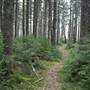 Highland Scenic Highway - 04, Spruce Knob Trail