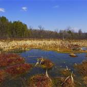 [KEEP HIDDEN] Cranesville Swamp Preserve