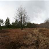 DOLLY SODS - Forest Road 19, Clearing & Woods