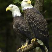 OGLEBAY RESORT & CONFERENCE CENTER - Good Zoo