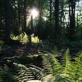 Guadineer Scenic Area