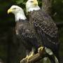 OGLEBAY RESORT & CONFERENCE CENTER - Good Zoo