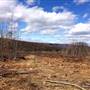Sleepy Creek WMA Timbered Area