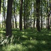 BLENNERHASSETT ISLAND STATE PARK - Grounds