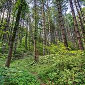 DAVIS & ELKINS COLLEGE - Robert E. Urban Nature Trail