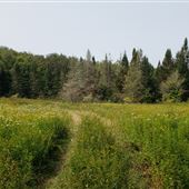 Tea Creek Natural Area