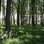 BLENNERHASSETT ISLAND STATE PARK - Grounds