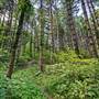 DAVIS & ELKINS COLLEGE - Robert E. Urban Nature Trail