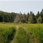 Tea Creek Natural Area