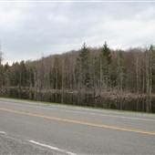 Highland Scenic Highway - 14, Bog by Falls of Hills Creek
