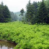 WYMER - Middle Mountain Road (CR 10) [WYMER]