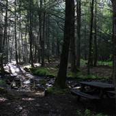 HOLLY RIVER STATE PARK - Laurel Fork Trail