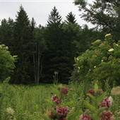 KUMBRABOW STATE FOREST - _Sampler