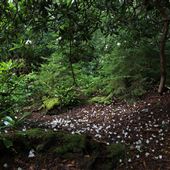 Cheat Mountain-Shavers Fork
