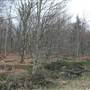 Highland Scenic Highway - 10, Bog by Highway