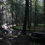 HOLLY RIVER STATE PARK - Laurel Fork Trail