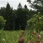 KUMBRABOW STATE FOREST - _Sampler