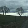 Stafford Cornfield