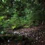 Cheat Mountain-Shavers Fork